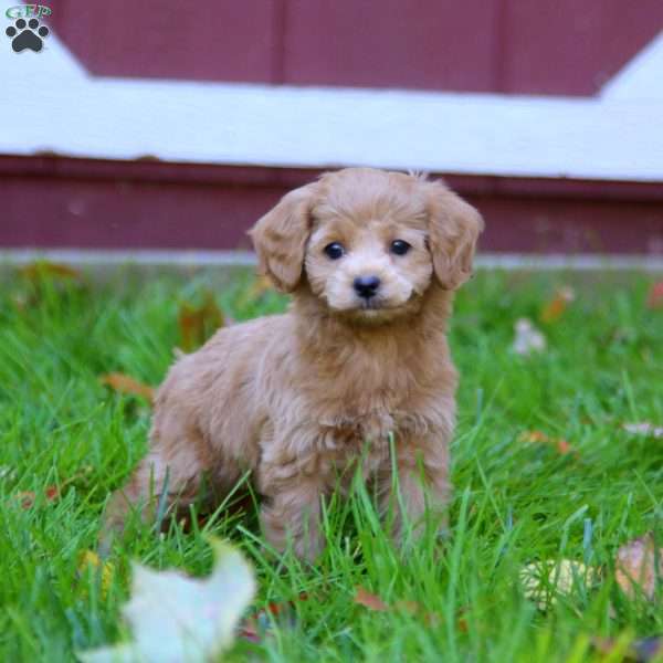 Shortcake, Cockapoo Puppy