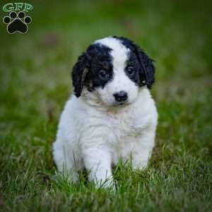 Sierra, Mini Bernedoodle Puppy