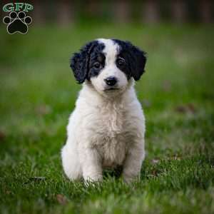 Sierra, Mini Bernedoodle Puppy