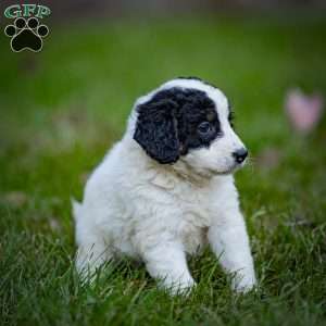 Sierra, Mini Bernedoodle Puppy