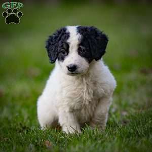 Sierra, Mini Bernedoodle Puppy