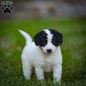 Sierra, Mini Bernedoodle Puppy