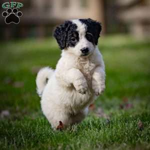 Sierra, Mini Bernedoodle Puppy