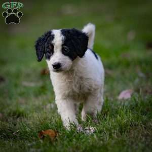 Sierra, Mini Bernedoodle Puppy