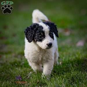 Sierra, Mini Bernedoodle Puppy