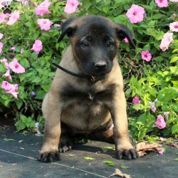 Sierra, Belgian Malinois Puppy