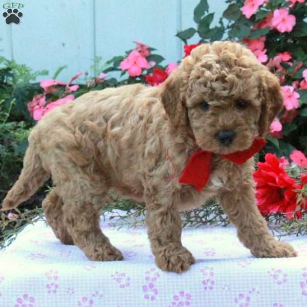 Sierra, Cockapoo Puppy