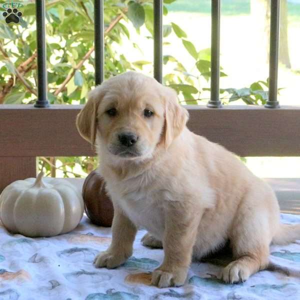 Silas, Golden Retriever Puppy