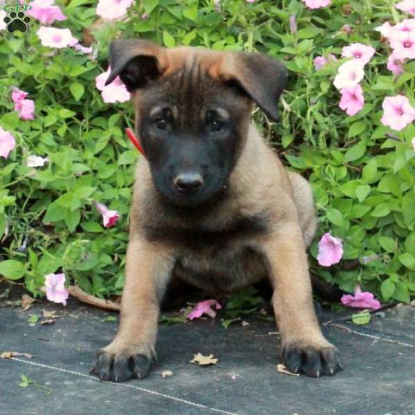 Silas, Belgian Malinois Puppy