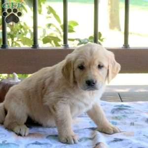 Silas, Golden Retriever Puppy