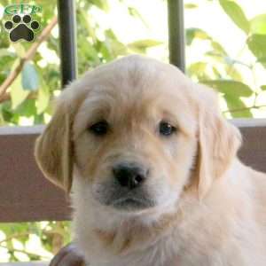 Silas, Golden Retriever Puppy