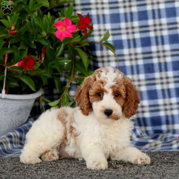 Silas-Moyen, Miniature Poodle Puppy