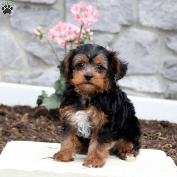 Silas, Yorkie Poo Puppy