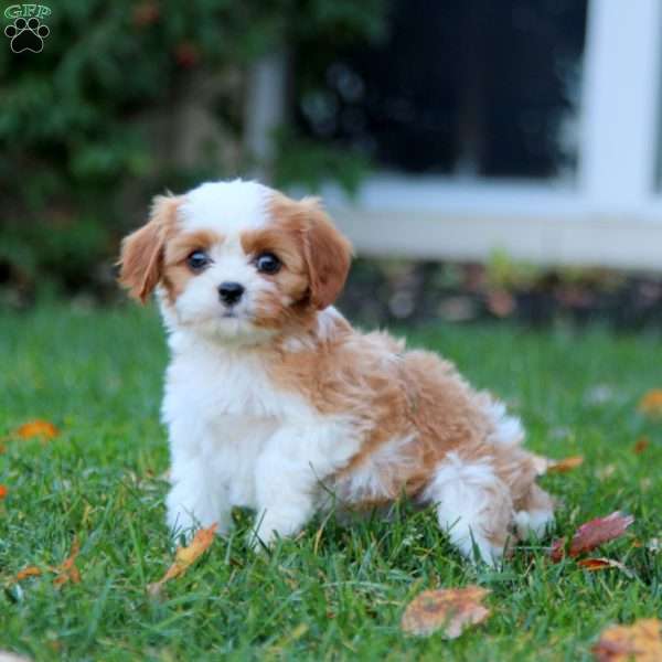 Silas, Cavapoo Puppy