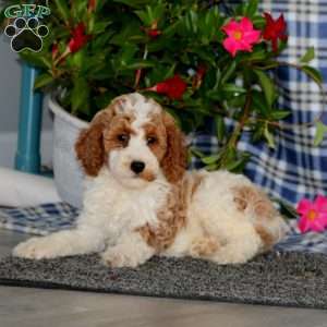 Silas-Moyen, Miniature Poodle Puppy