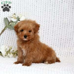 Silas, Cavapoo Puppy