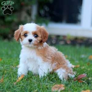 Silas, Cavapoo Puppy