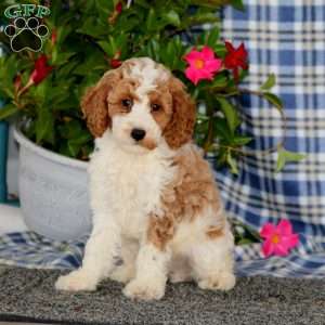 Silas-Moyen, Miniature Poodle Puppy