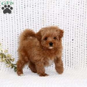 Silas, Cavapoo Puppy