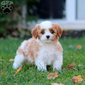 Silas, Cavapoo Puppy