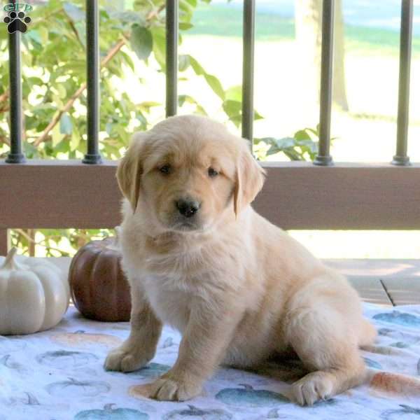 Silly, Golden Retriever Puppy