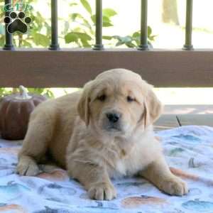 Silly, Golden Retriever Puppy