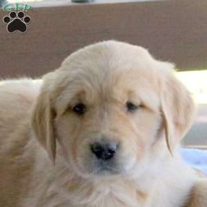 Silly, Golden Retriever Puppy