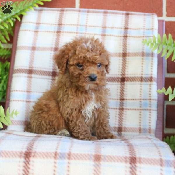 Simba, Mini Goldendoodle Puppy