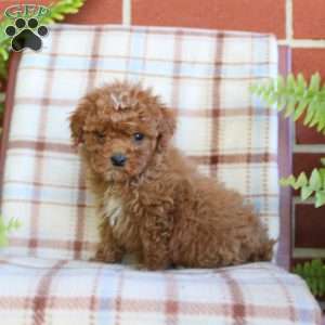 Simba, Mini Goldendoodle Puppy