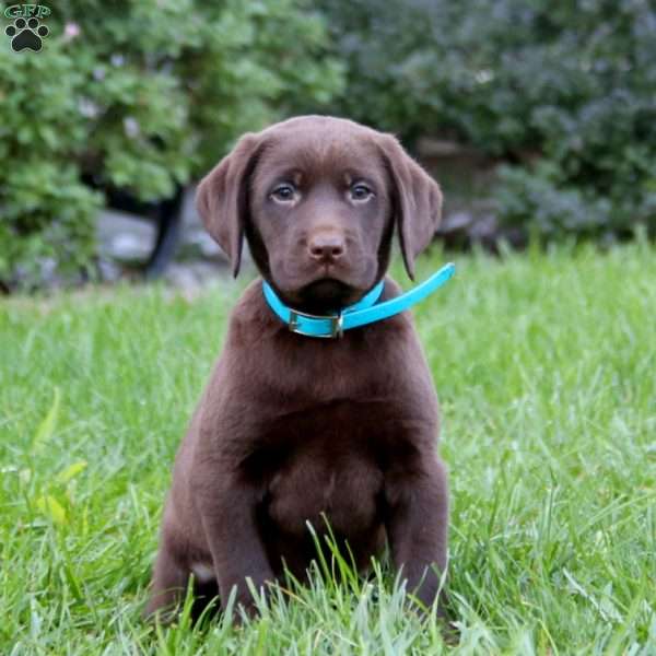 Simba, Chocolate Labrador Retriever Puppy