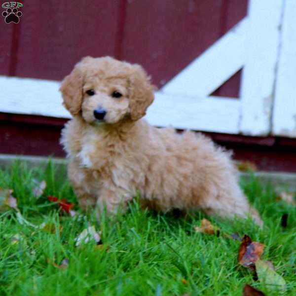 Simba, Cockapoo Puppy