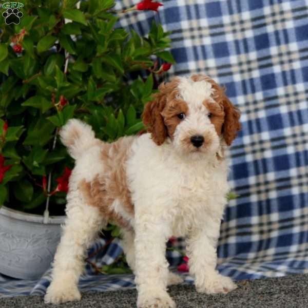 Simba-Moyen, Miniature Poodle Puppy