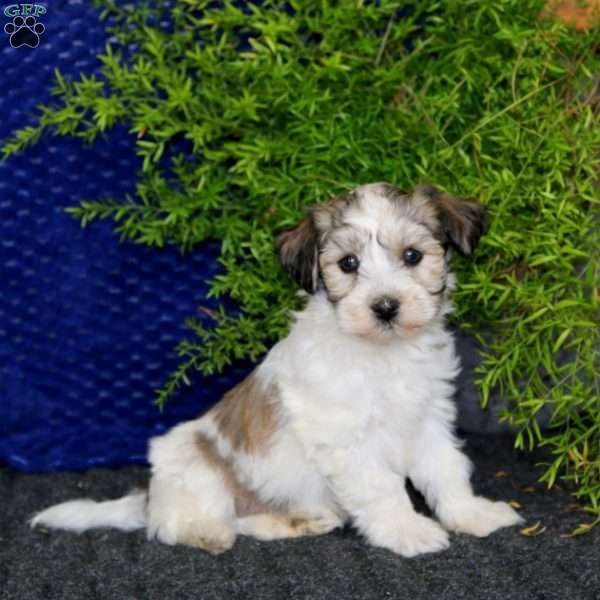 Simba, Havanese Puppy