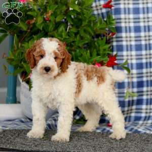 Simba-Moyen, Miniature Poodle Puppy