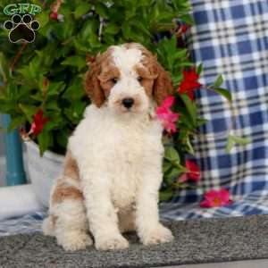 Simba-Moyen, Miniature Poodle Puppy