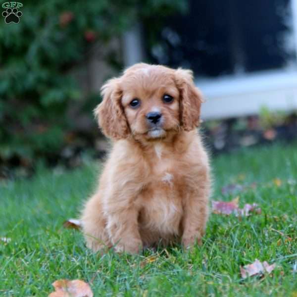 Simeon, Cavapoo Puppy