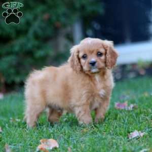 Simeon, Cavapoo Puppy