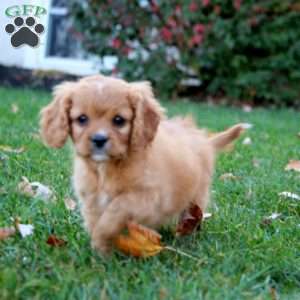 Simeon, Cavapoo Puppy