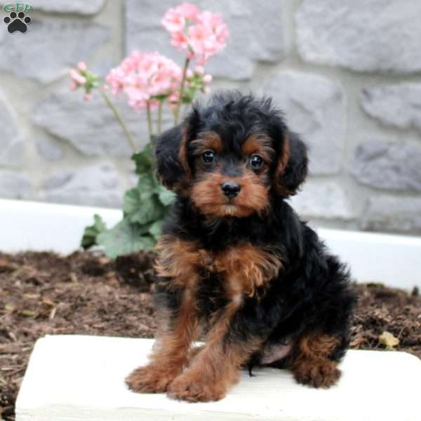 Simon, Yorkie Poo Puppy