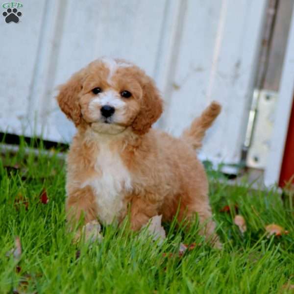 Simon, Cockapoo Puppy