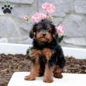 Simon, Yorkie Poo Puppy