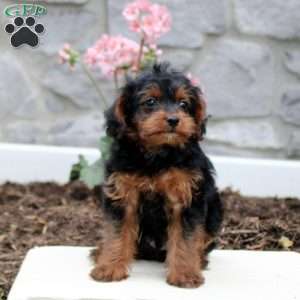 Simon, Yorkie Poo Puppy