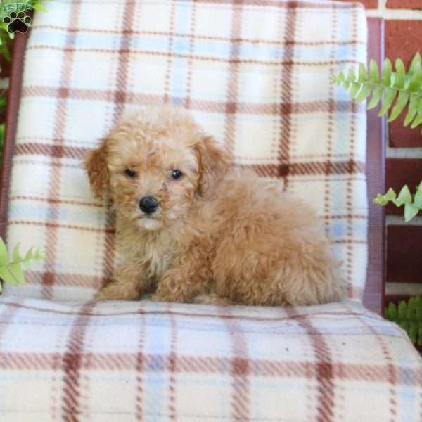 Sir, Mini Goldendoodle Puppy