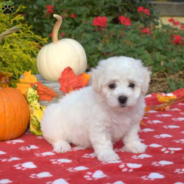 Skip, Bichon Frise Puppy