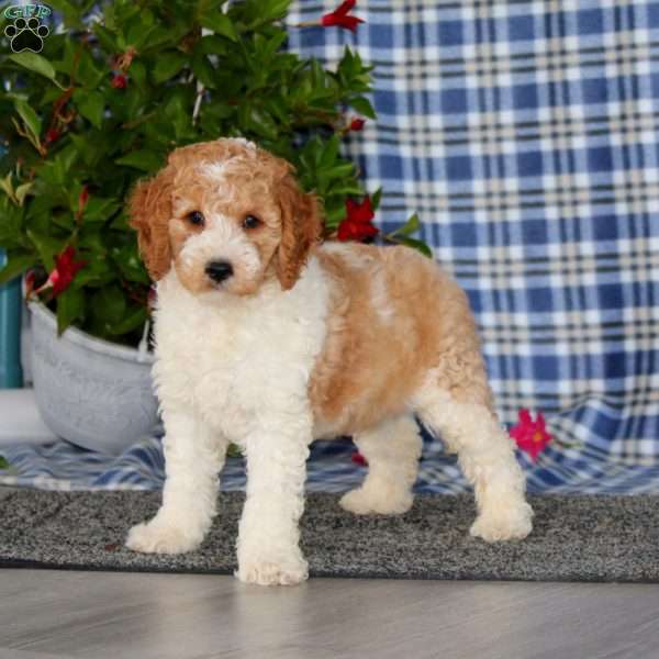 Skip-Moyen, Miniature Poodle Puppy