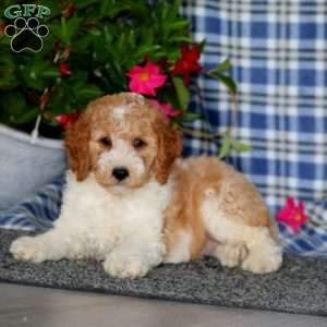 Skip-Moyen, Miniature Poodle Puppy