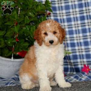 Skip-Moyen, Miniature Poodle Puppy