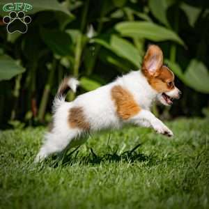 Skipper, Papillon Puppy