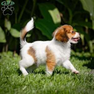 Skipper, Papillon Puppy