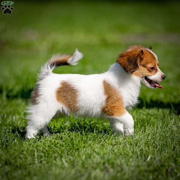 Skipper, Papillon Puppy